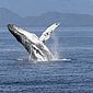 Cientistas dizem ter descoberto “alfabeto fonético” no canto das baleias