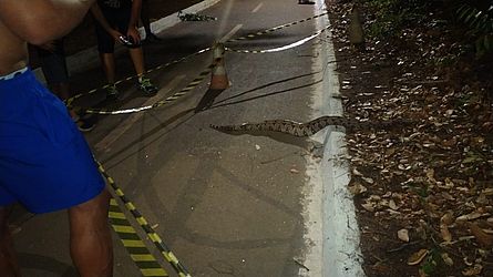 Jiboia devorou iguana no Parque Cesamar, em Palmas