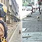 Polícia usa estilingue para conter 'gangue de macacos' na Tailândia