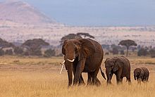 Turista espanhol morre pisoteado por manada de elefantes na África do Sul