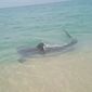 Banhistas filmam tubarão de quase 2m no RJ; em Noronha, uma criança foi atacada