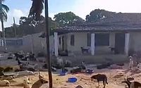 Artefatos explodem e provocam a morte de quatro cães em abrigo, em Marechal Deodoro
